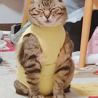 パツパツすぎるネコ　　もちおママさん