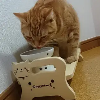 意味がなさすぎるネコ　　ちゅにこさん