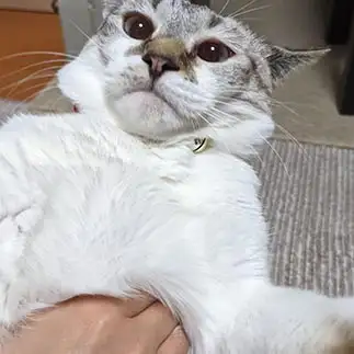 いっぱいいっぱいすぎるネコ　　ばすてとさん