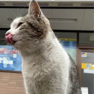 舌がペロンしすぎるネコ　　あかざわみどりさん