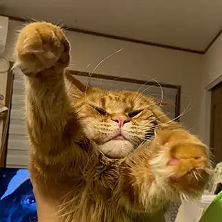 抱っこされるのイヤすぎるネコ　　シェリママさん