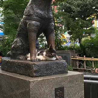 ハチ公大好きすぎるネコ　　にゃ太郎さん
