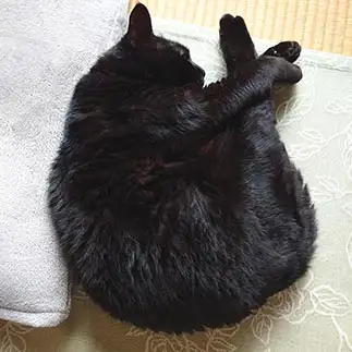 飛び込み選手すぎるネコ　　にくまっぷさん