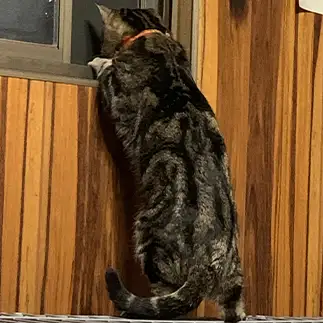 外が見たすぎるネコ　　みんみんさん