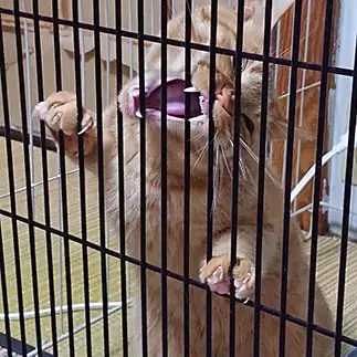 猛獣すぎるネコ　　やまちゃんさん