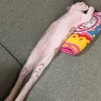 長すぎるネコ　　ミーコさん