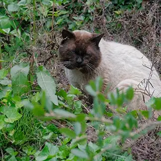 顔だけ日焼けしてギャルみたいになりすぎるネコ　　外猫屋にゃん蔵さん