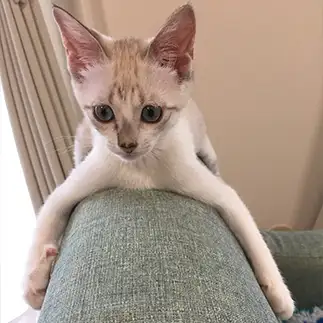 しがみつきすぎるネコ　　ミーコさん