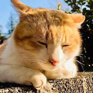 とにかく眠すぎるネコ　　ねこのらねこさん