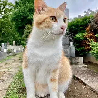 前方が気になりすぎるネコ　　ねこのらねこさん