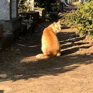 見返り美人すぎるネコ　　ねこのらねこさん