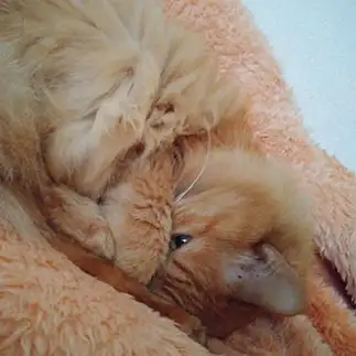 寝たふりバレすぎるネコ　　およねこさん