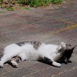 日向でお昼寝していたら頭がクラクラしすぎるネコ　　外猫屋にゃん蔵さん