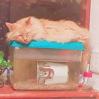 獲物待ちくたびれすぎるネコ　　およねこさん