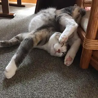 半分すぎるネコ　　まめちよさん