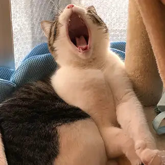 発声練習しすぎるネコ　　のおちんさん