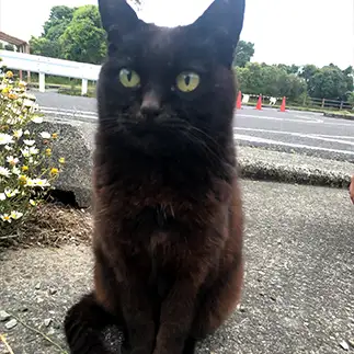 姿勢の正しすぎるネコ　　ほにょさん