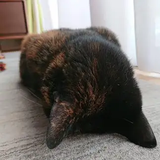 謝りすぎるネコ　　はっちゃんさん