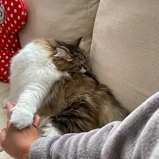 背中舐めるのに必死すぎるネコ　　すももさん
