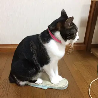やっぱり乗りたくなっちゃいすぎるネコ　　ゆきんこさん