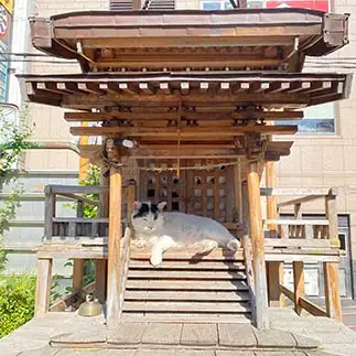 にゃんこの大明神すぎるネコ　　にゃ太郎さん