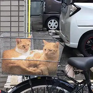 お出かけ待ちすぎるネコ　　よっしーさん