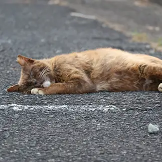 道路が好きすぎるネコ　　キキらっちさん