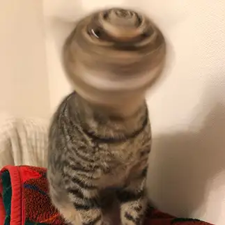 グルグルすぎるネコ　　バムさん