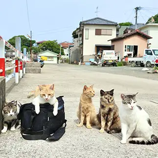 偉いさんすぎるネコ　　土居一彦さん