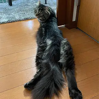 エッフェル塔すぎるネコ　　もっちさん
