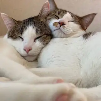気持ち良く眠りすぎるネコ　　マルチさん