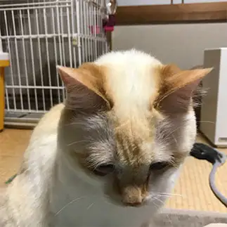 しょんぼりすぎるネコ　　にゃーさん
