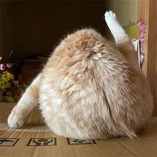 未確認物体すぎるネコ　　いけさん