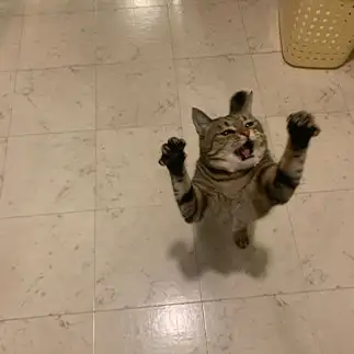 じゃらしがほしすぎるネコ　　やぎんちょさん