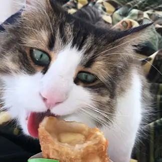 アップルパイが食べたすぎるネコ　　あきさん