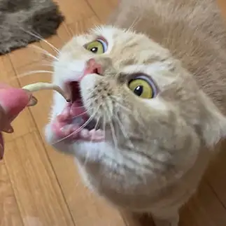 捕食者すぎるネコ　　ぼんままさん