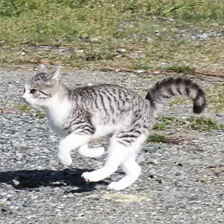 にゃんこザウルスすぎるネコ　　おいにゃんさん