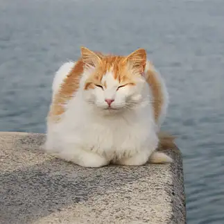 ギリギリで危なすぎるネコ　　おいにゃんさん
