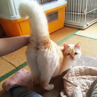 菜々緒ポーズすぎるネコ　　にゃーさん