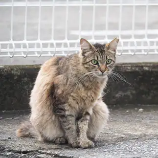 毛皮を脱ぐのが遅すぎるネコ　　黒猫カレンさん