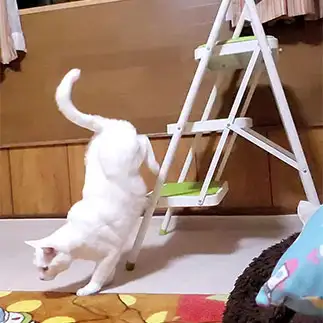 肉々しぃすぎるネコ　　yamawaiisoraさん