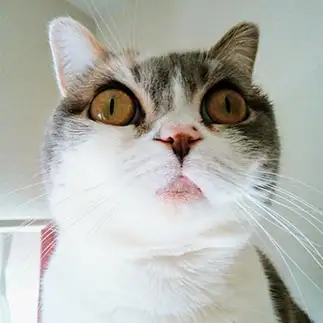 「見い?たニャア?!」顔がホラーすぎるネコ　　妖怪猫お婆さん