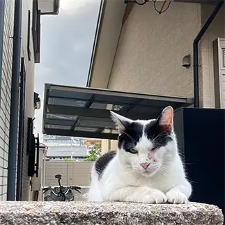やんのかコラ!すぎるネコ　　からくりぴーちさん