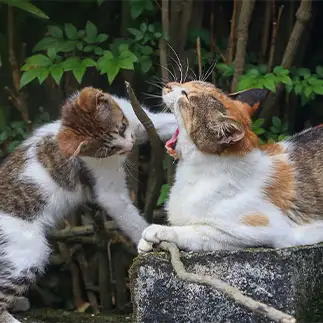 虫歯チェックしすぎるネコ　　tzkrsatoruさん