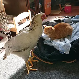 ニワトリと仲良しすぎるネコ　　モネちゃんさん
