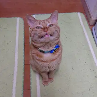 わるだくみすぎるネコ　　ponponmaronさん