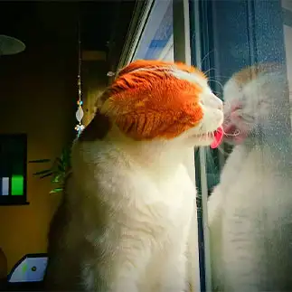 綺麗好きすぎるネコ　　愛猫めもりーさん