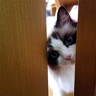 外が気になりすぎるネコ　　佐々木真弓さん