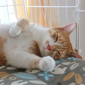 やる気のない招き猫すぎるネコ　　はんちゃんさん