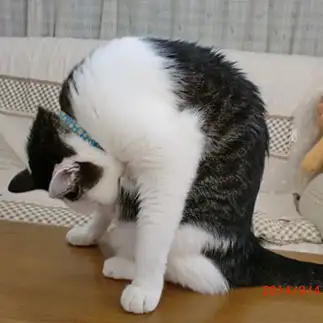 ペンギンがたまごを暖めすぎるネコ　　ちーちゃんさん